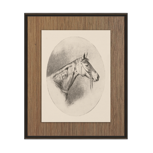 Horse Portrait I