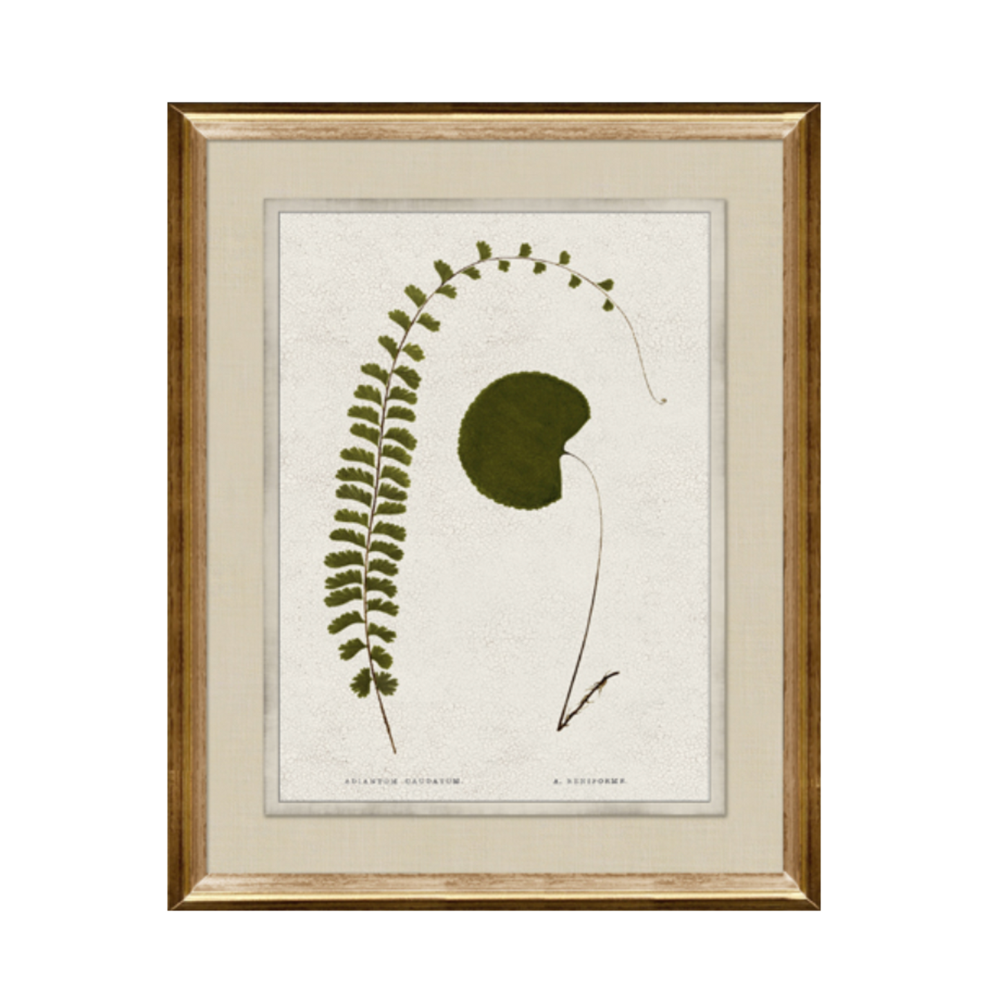 Pressed Botanical/Gold Frame A