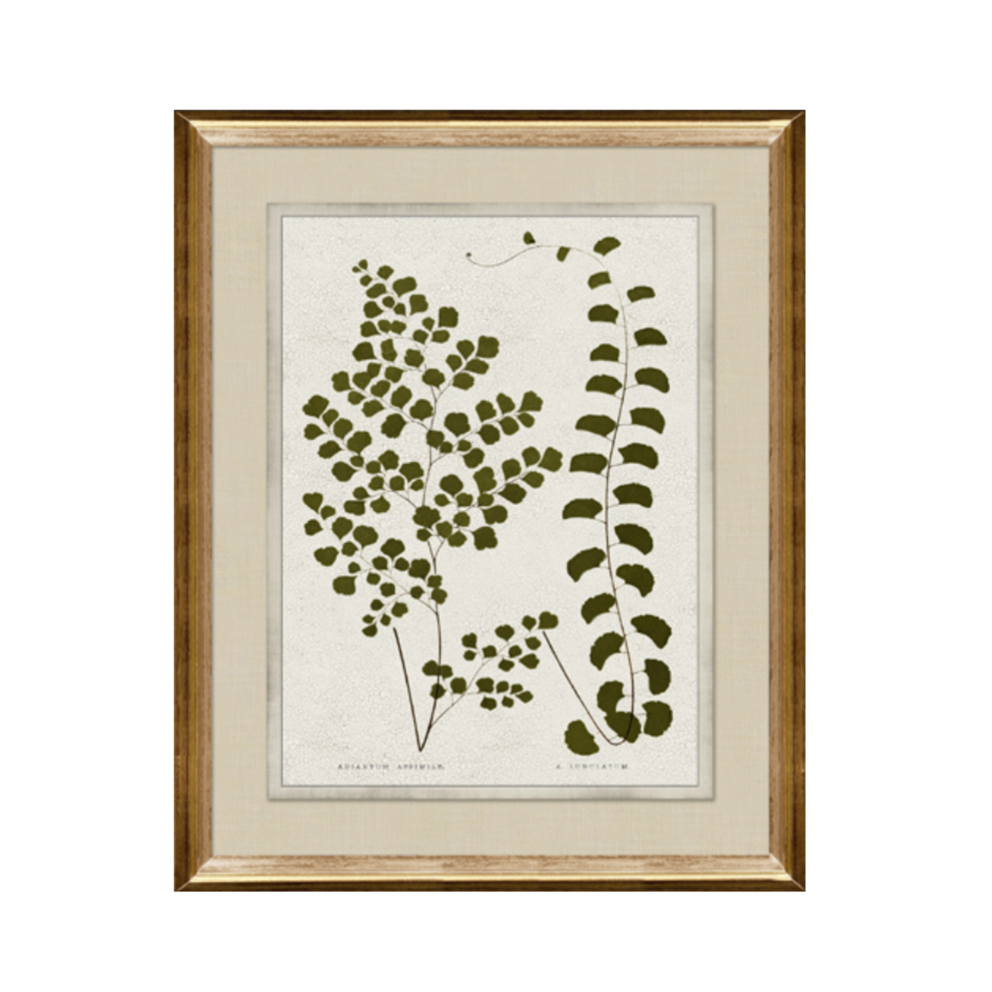 Pressed Botanical/Gold Frame B