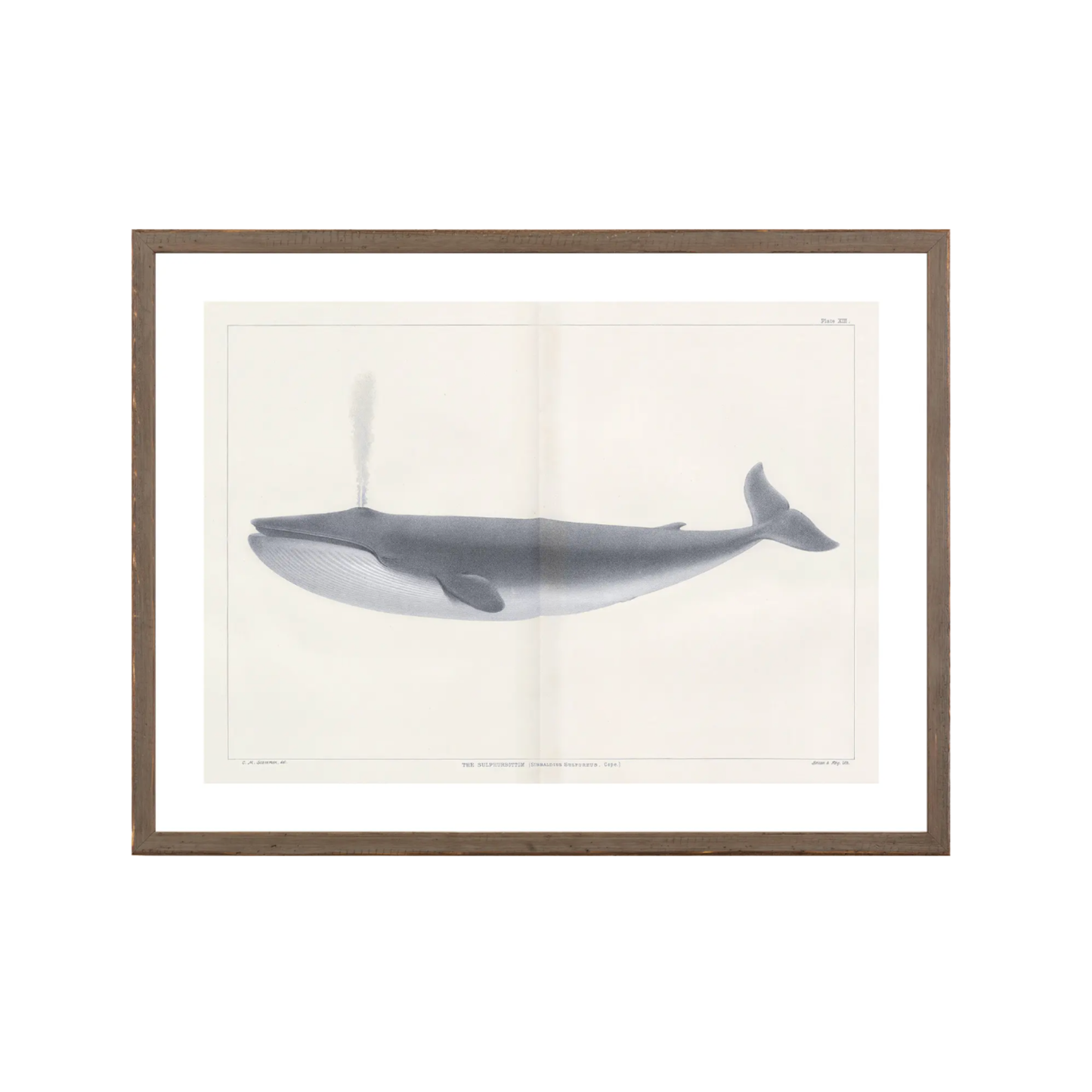 Vintage Whale Series I