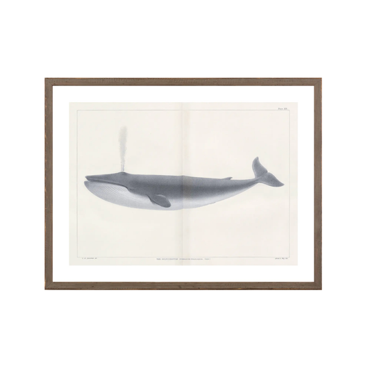 Vintage Whale Series I