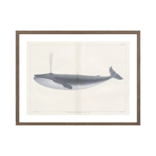 Vintage Whale Series I