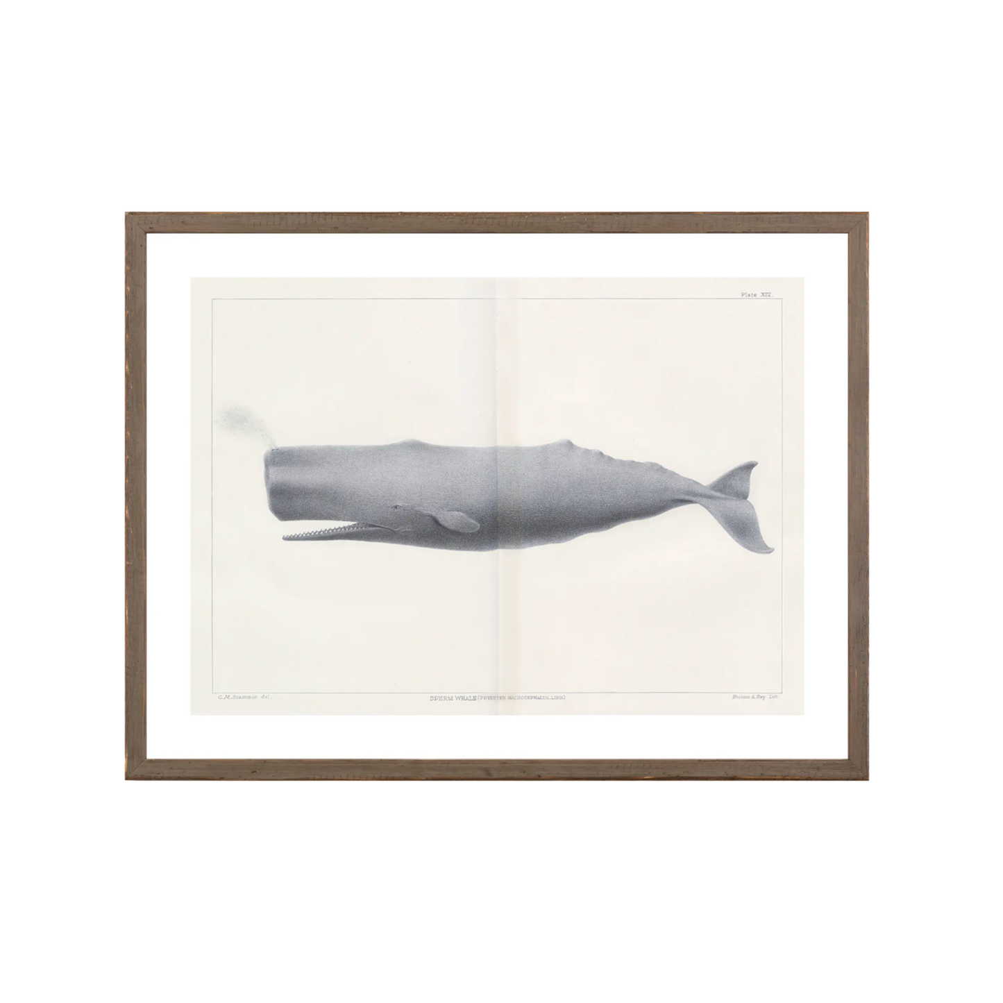 Vintage Whale Series VI
