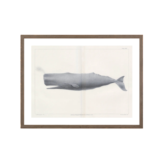Vintage Whale Series VI