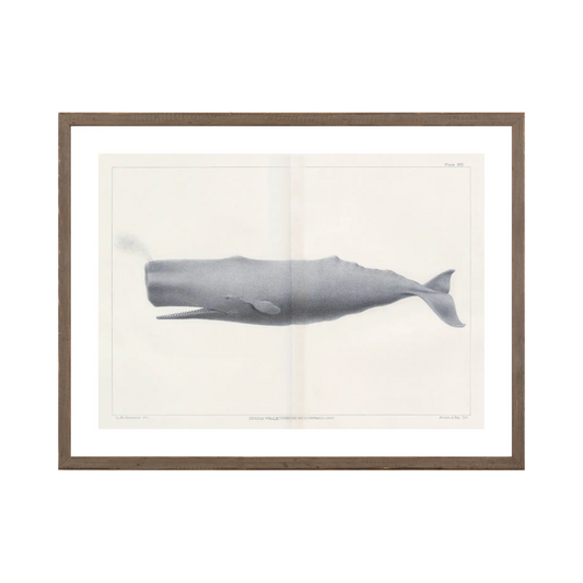 Vintage Whale Series VI